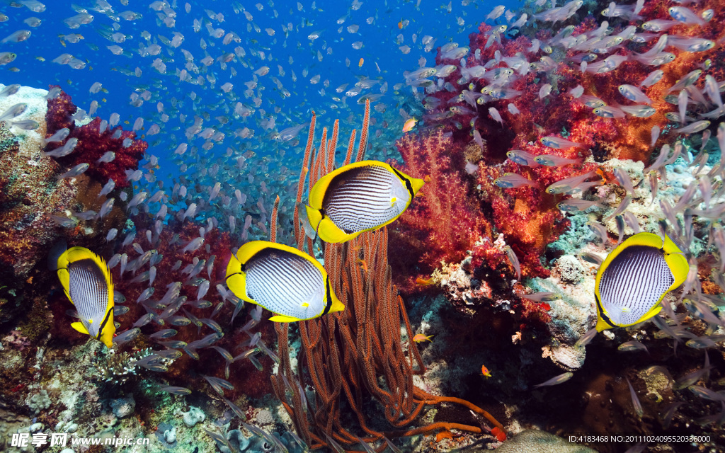 海底生物
