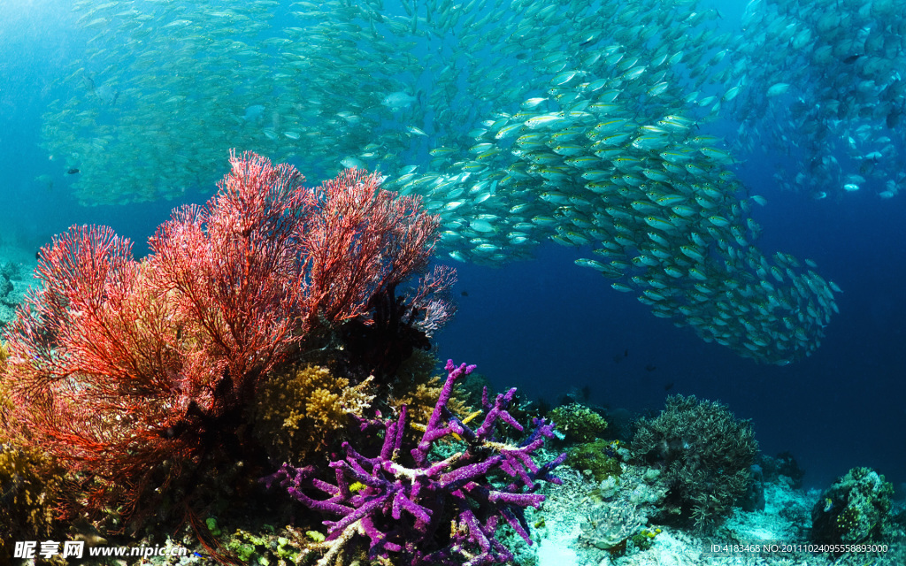 海底生物
