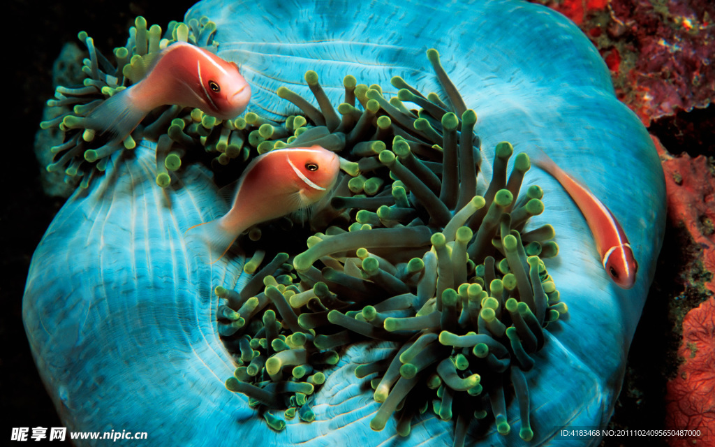 海底生物