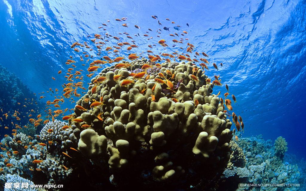 海底生物