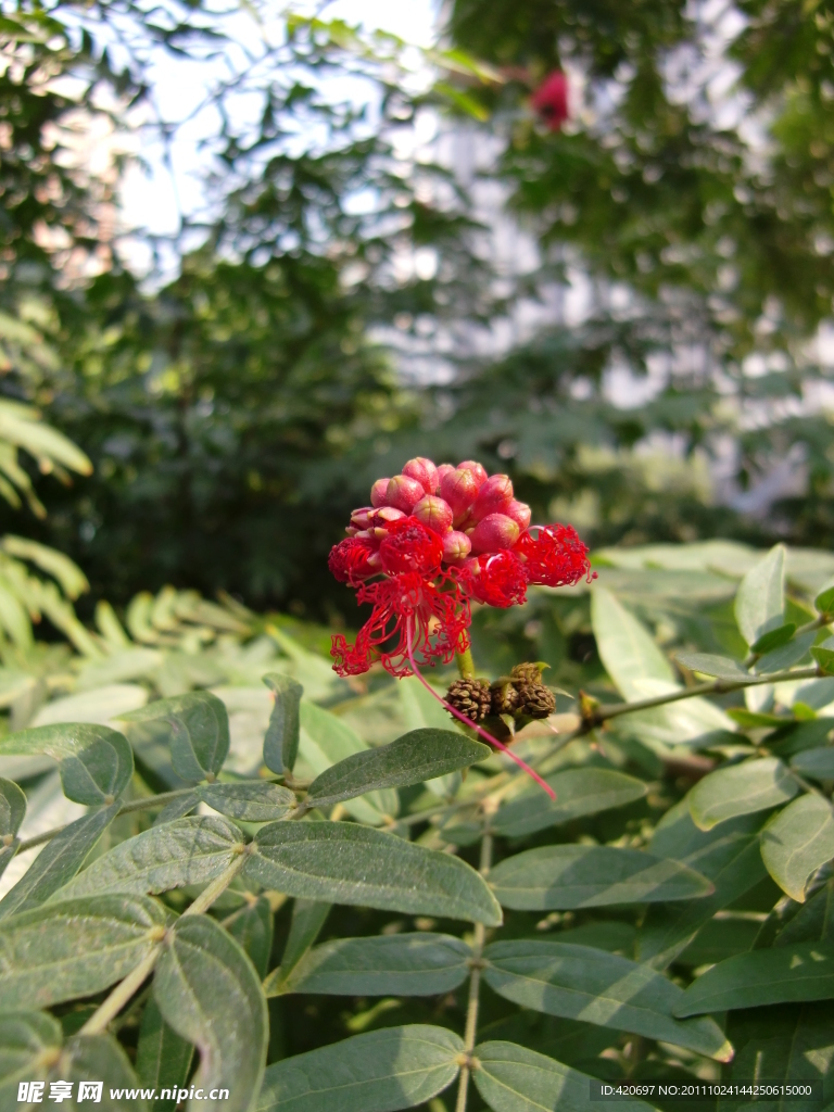 高清花