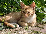 猫咪