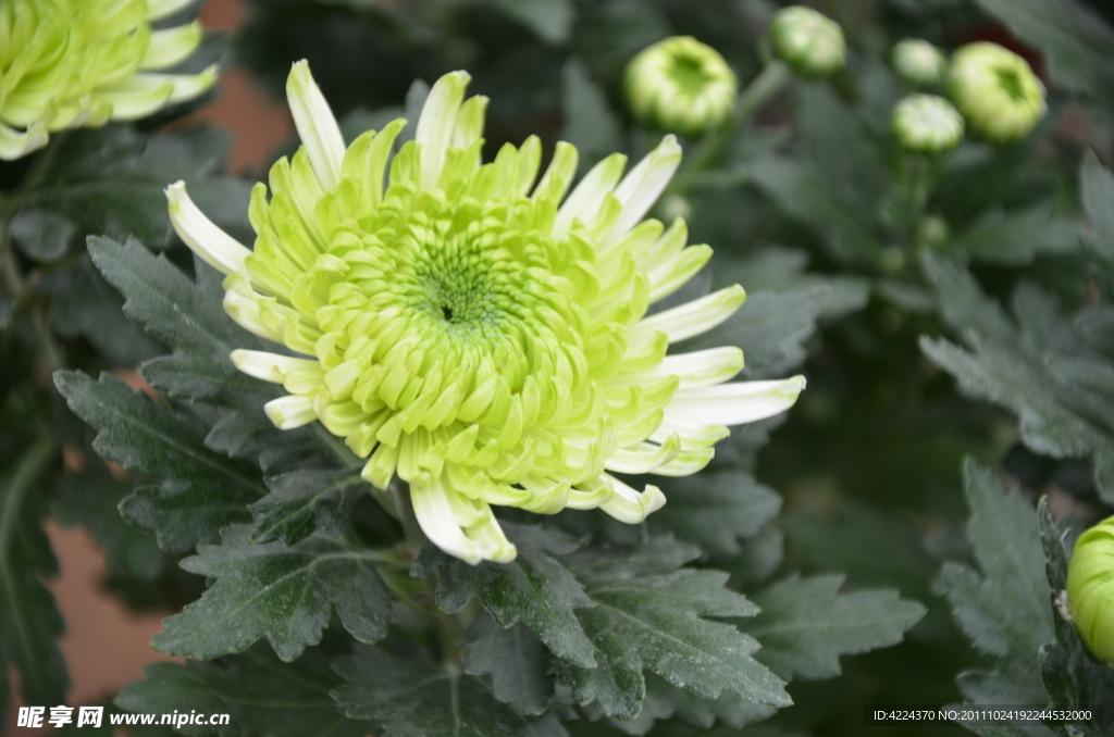 菊花