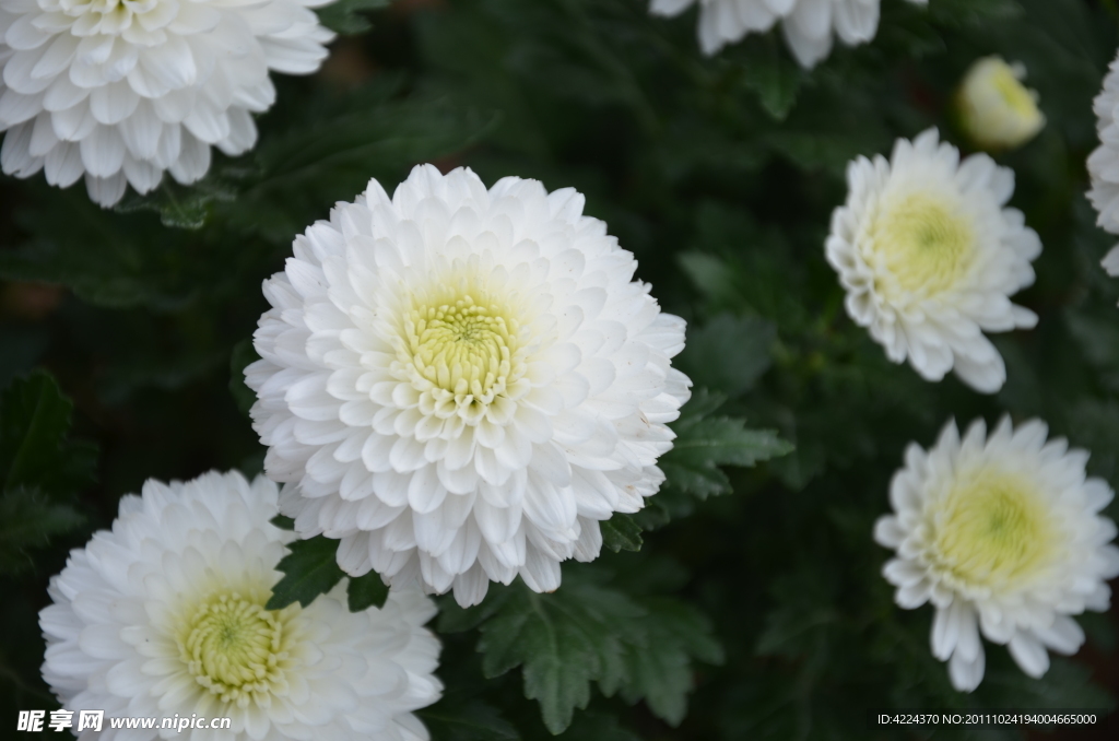 菊花