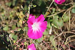 牵牛花