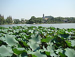 花漫金山寺