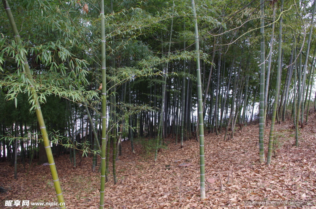 竹林