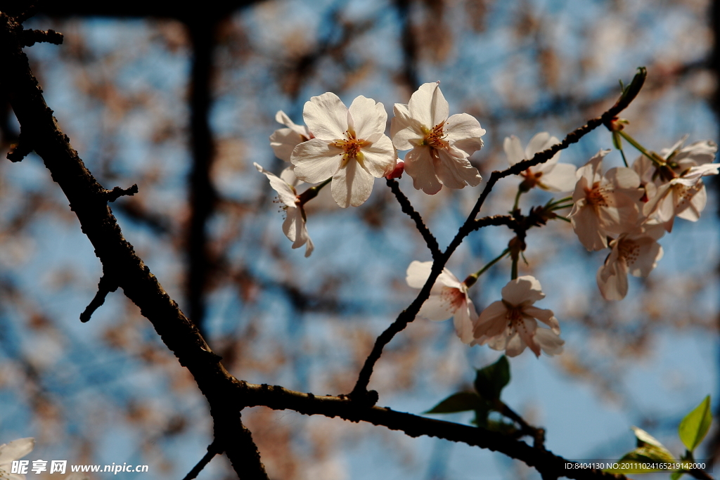 樱花