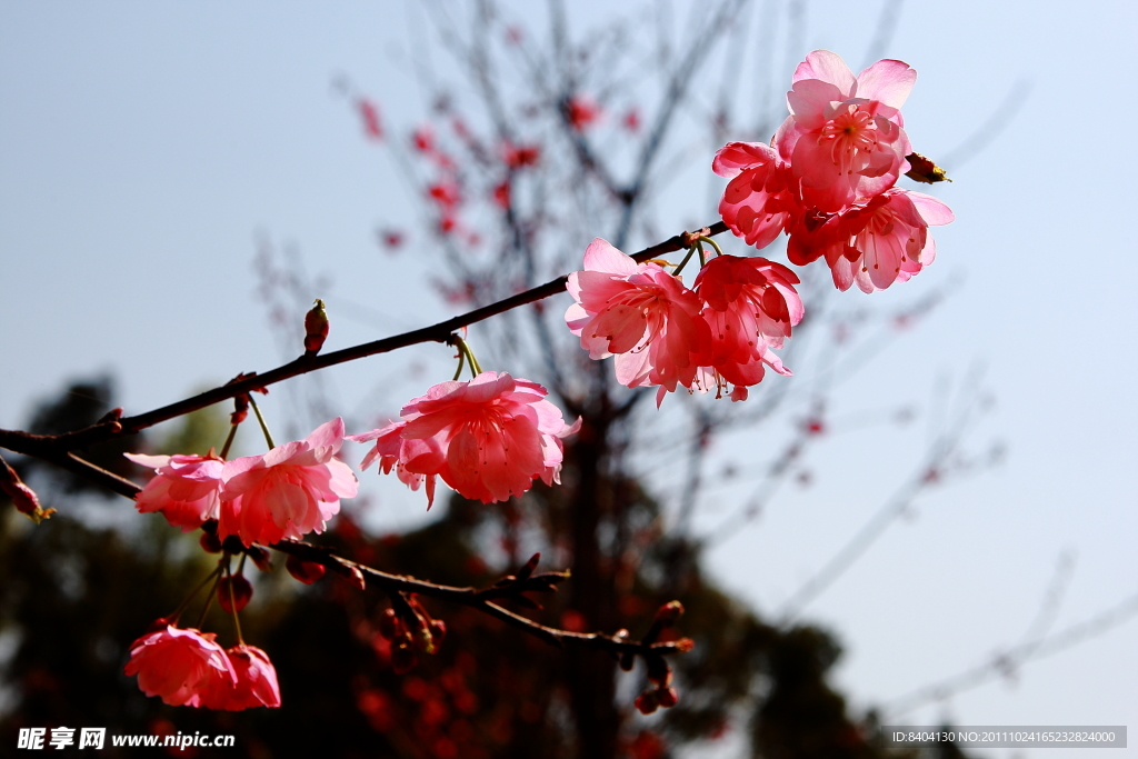 粉色樱花