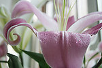 百合花