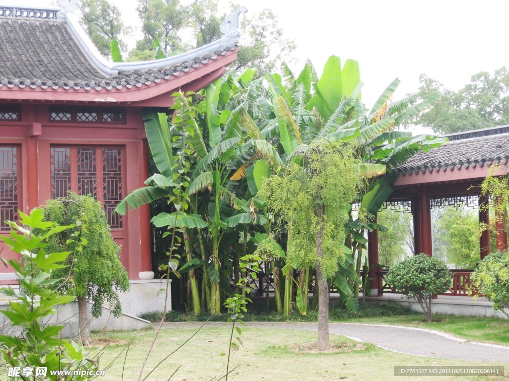 芭蕉