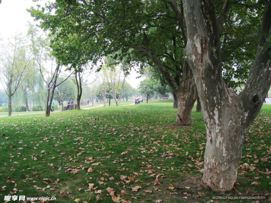 桔子洲风景