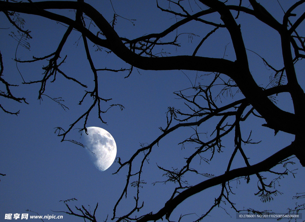 明月 枯树 孤寂
