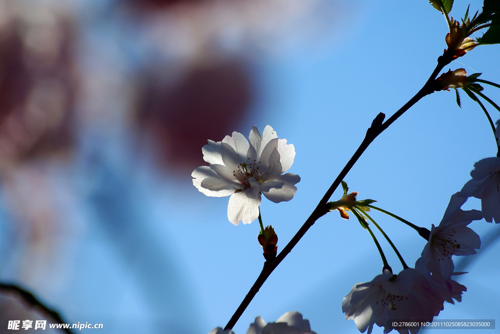 樱花