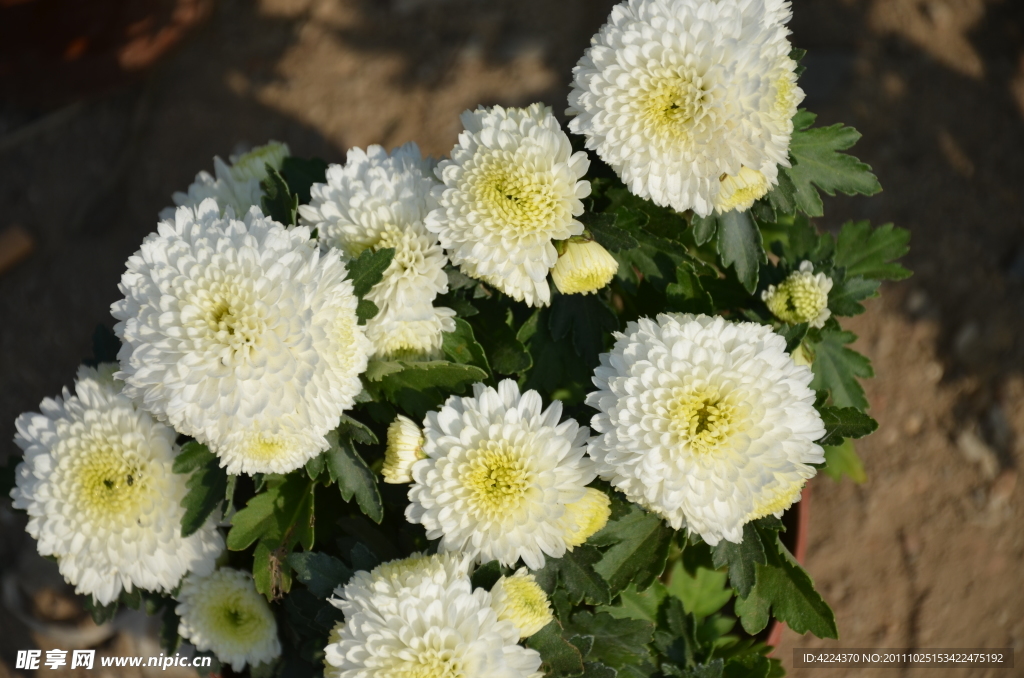 菊花