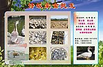 家禽 鸭 鹅 鸭苗