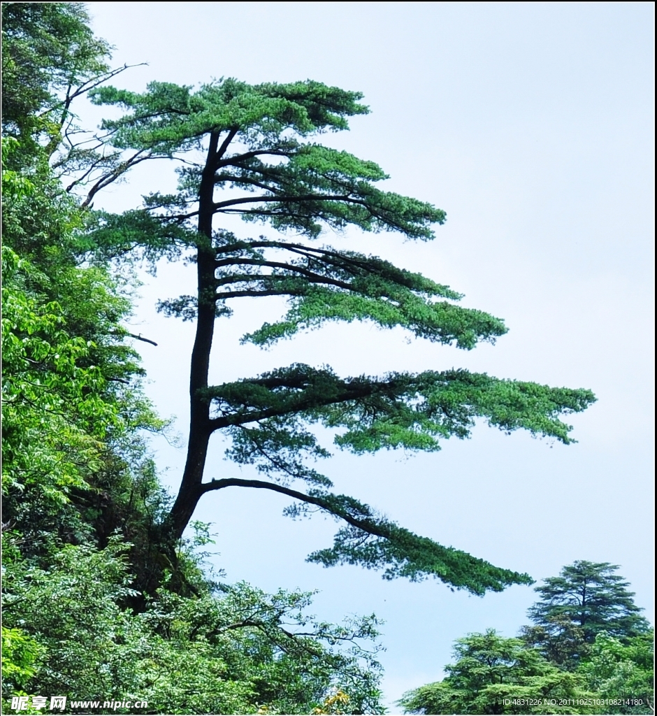 南岭迎客松