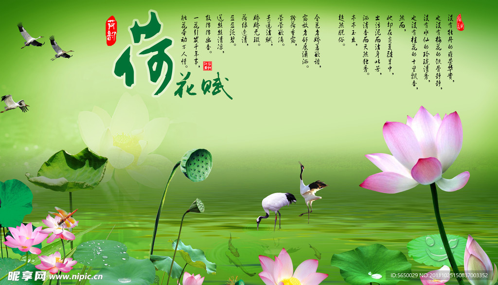 荷花图