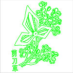 剪刀草