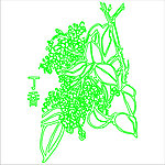 丁香花
