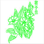 君子兰