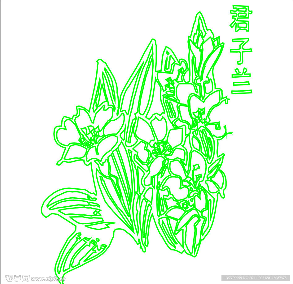 君子兰