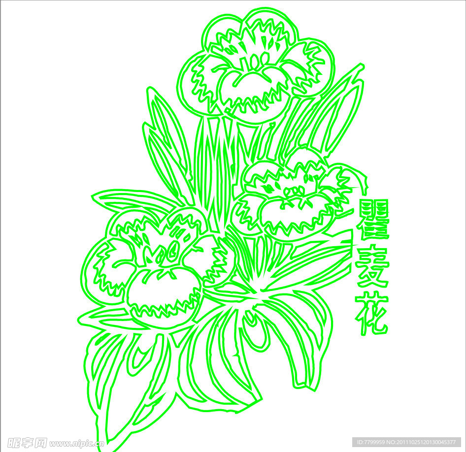 瞿麦花