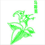 马蹄莲