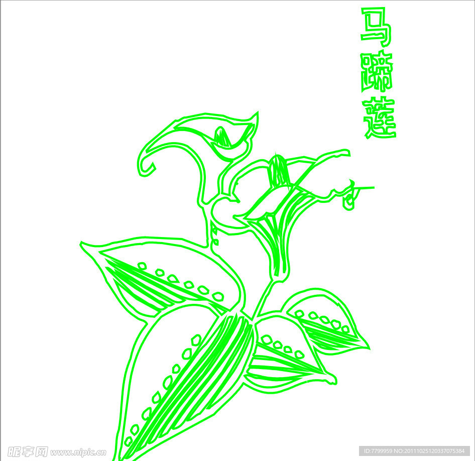马蹄莲