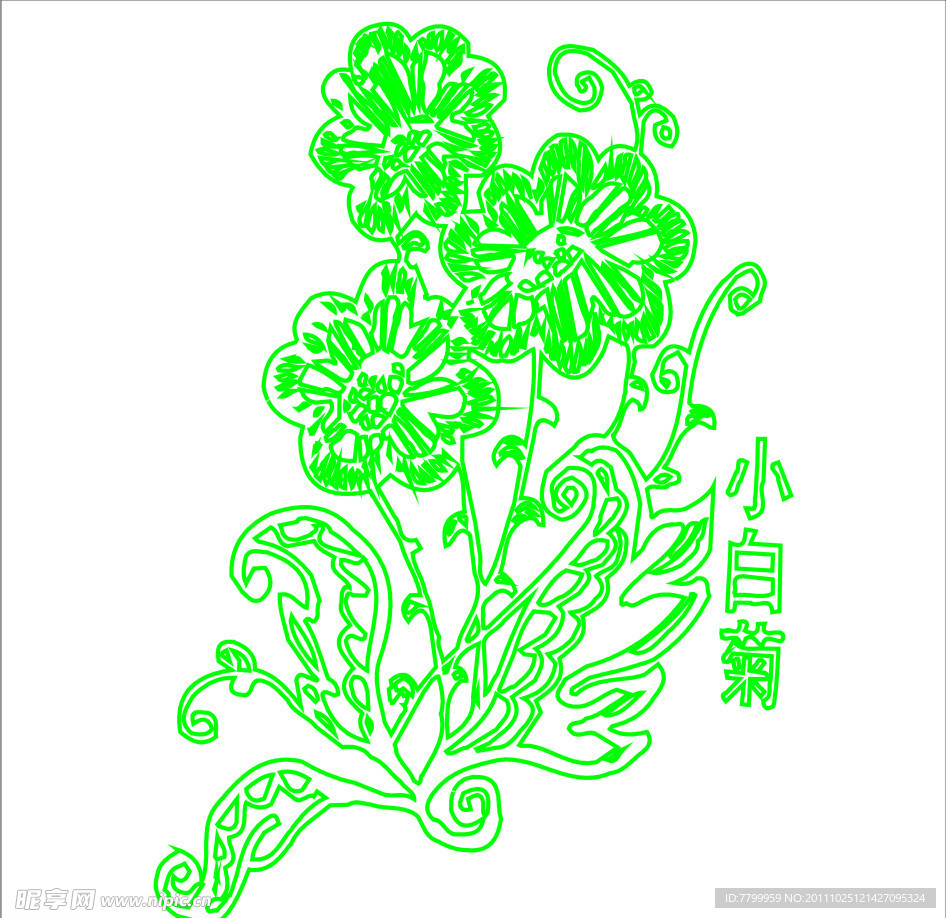 小白菊