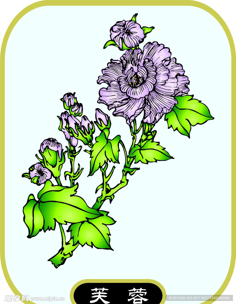 芙蓉