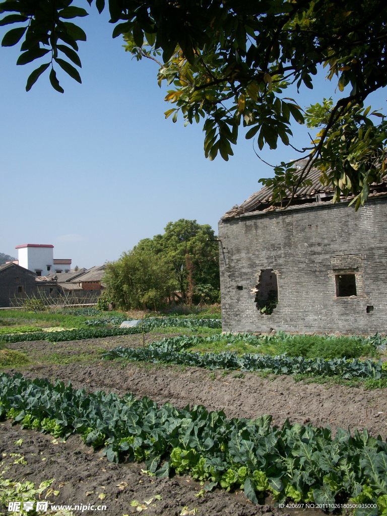 通州 菜地
