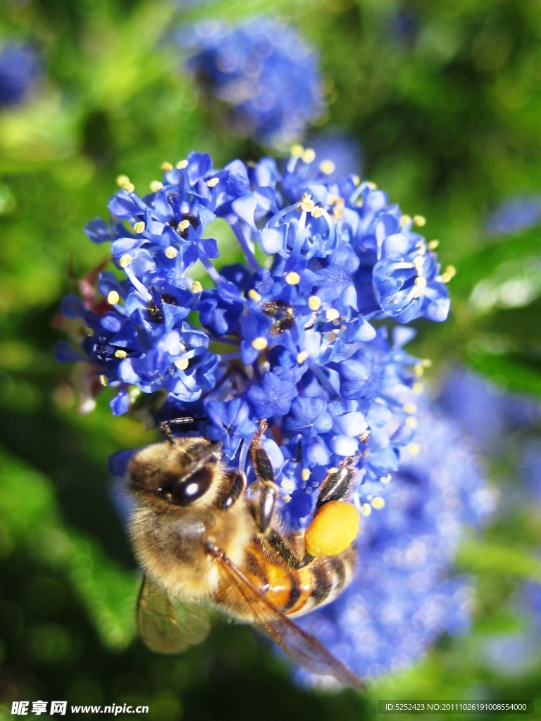 蜜蜂