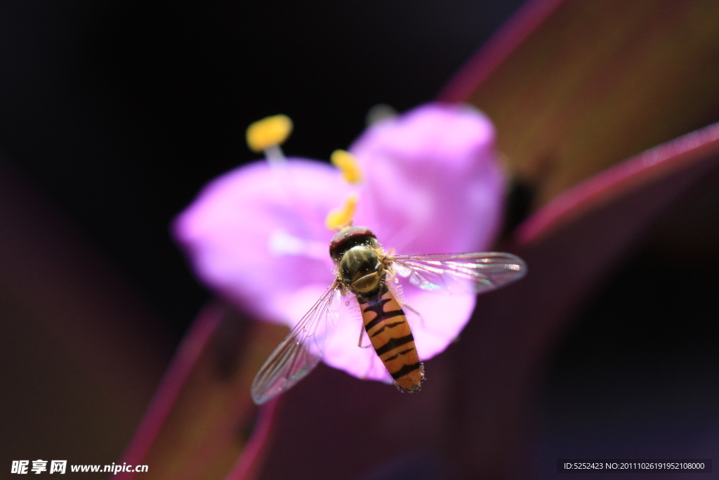 蜜蜂