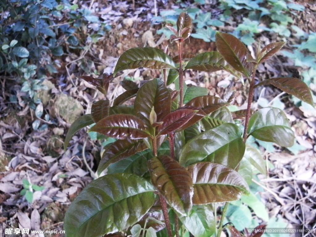 新生桂花枝