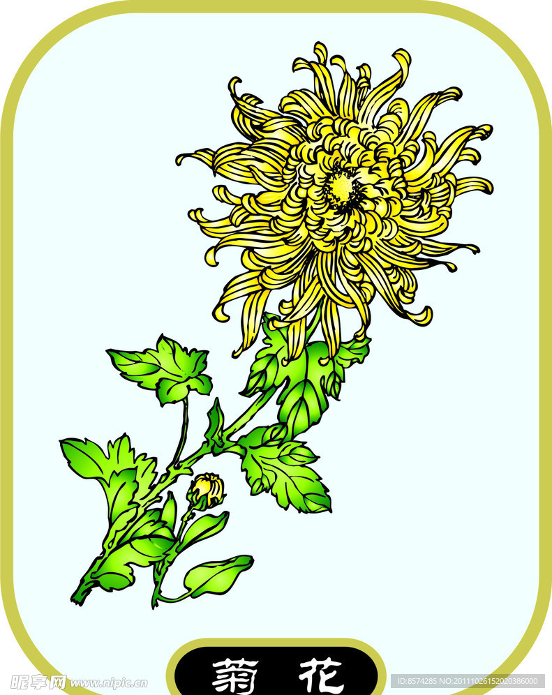 菊花