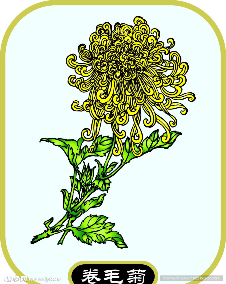 卷毛菊