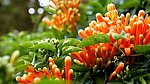 爆竹花