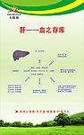 无限极 肝