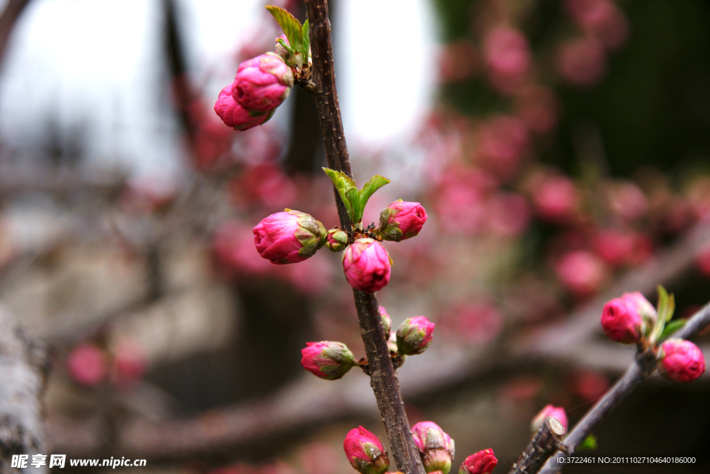 山桃花