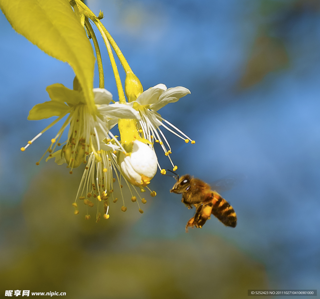 蜜蜂