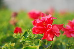 扶桑花