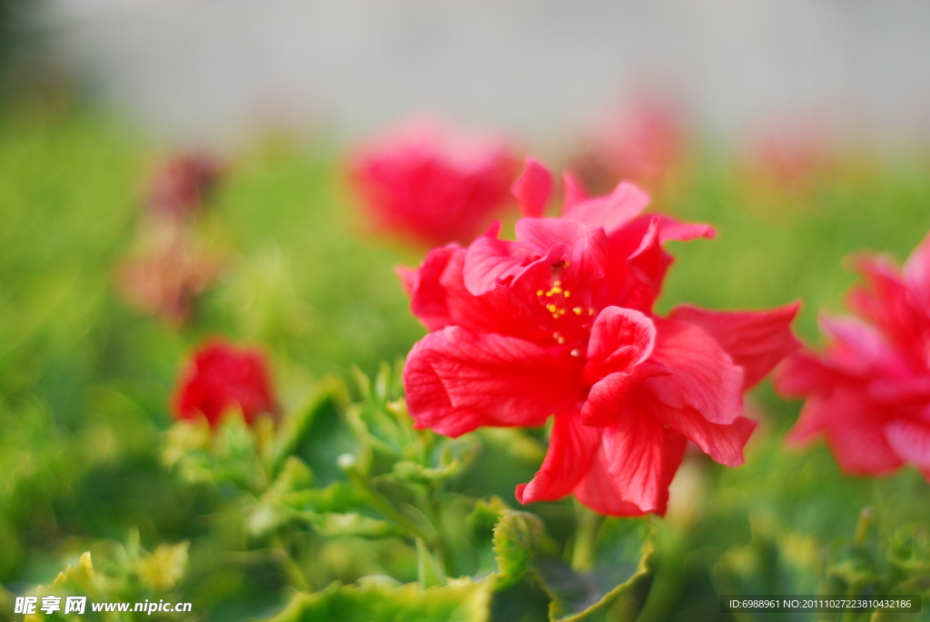 扶桑花