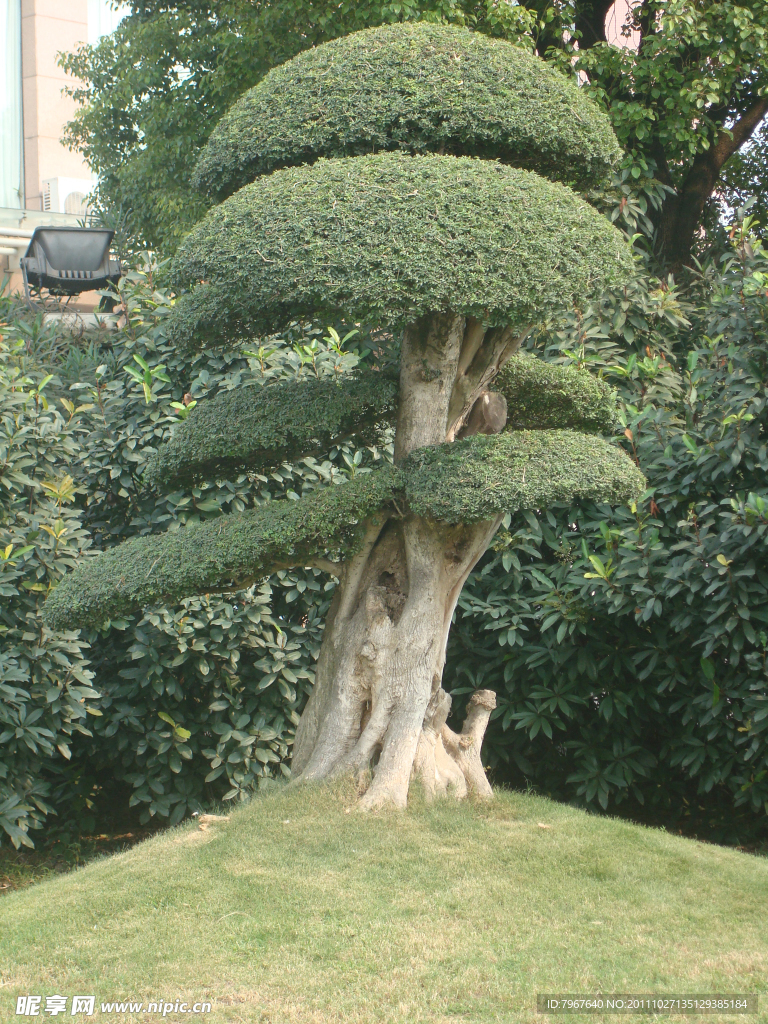 发财树