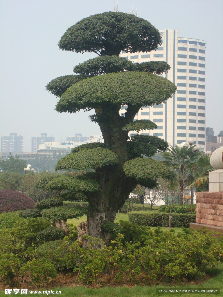 发财树