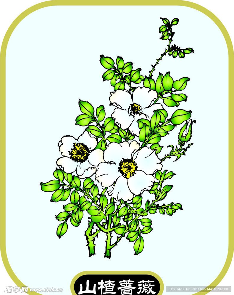 山楂蔷薇