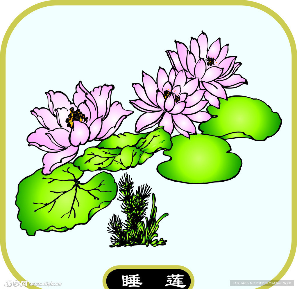 睡莲