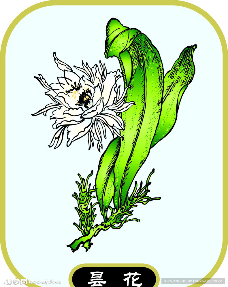 昙花