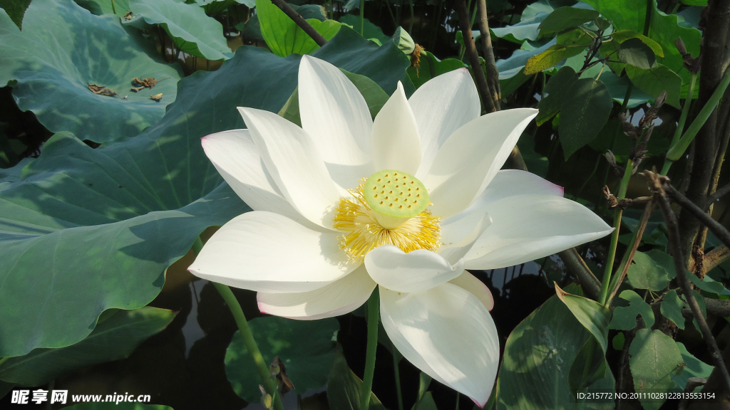 荷花
