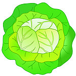 白菜